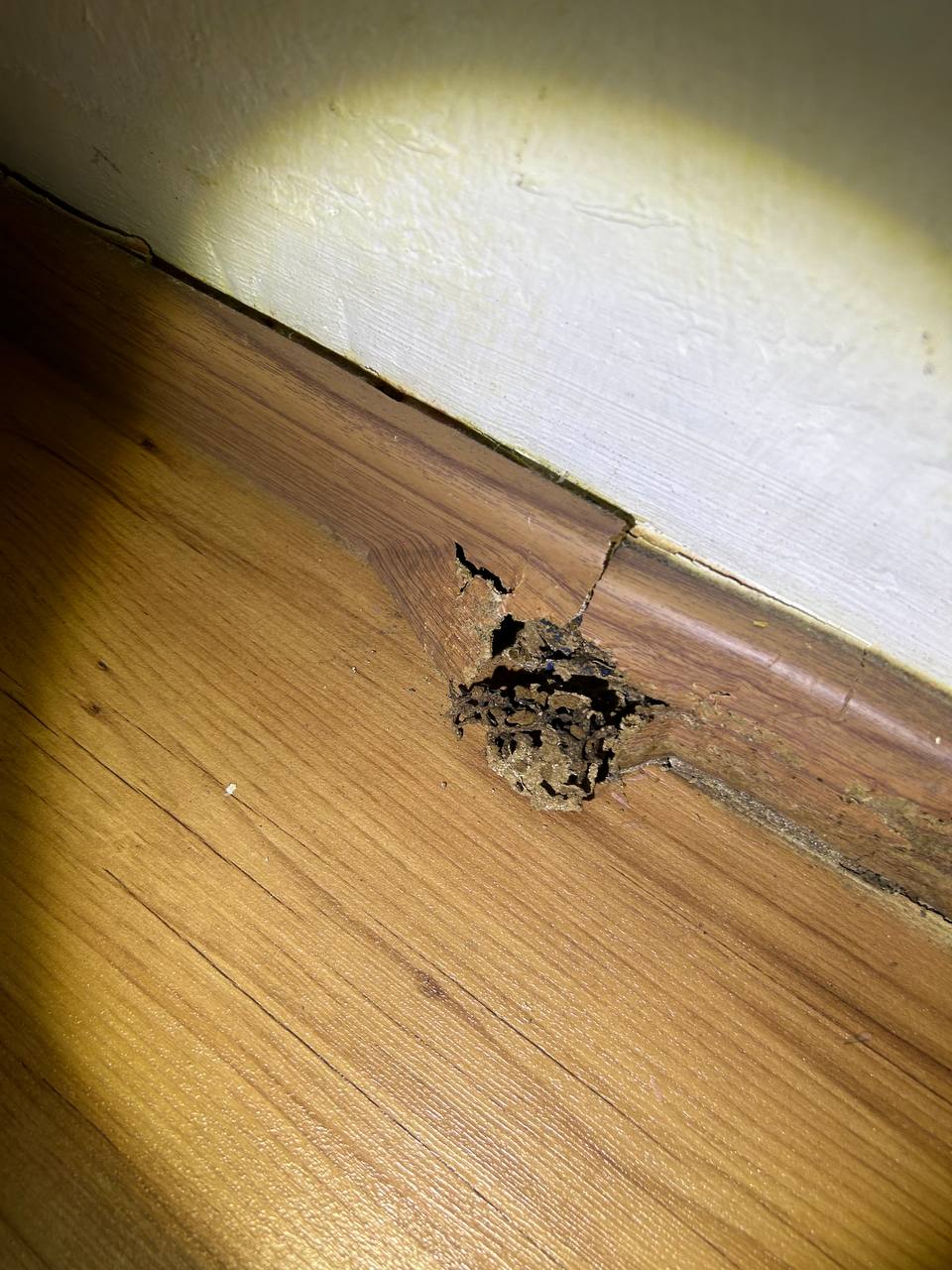 Termite damage discovered bursting through wooden skirting