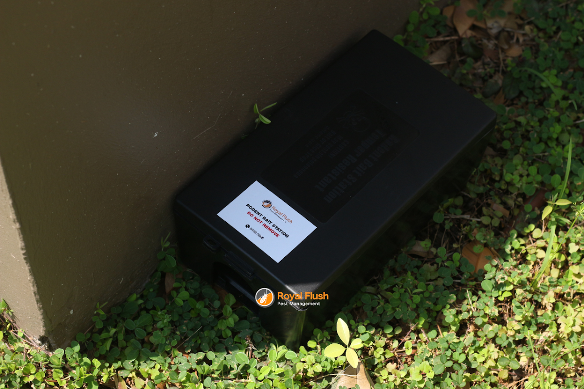 Labelled Royal Flush rodent bait station placed in landscaping